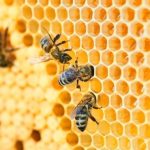 Beehive Investments: Exploring Opportunities in the World of Bees